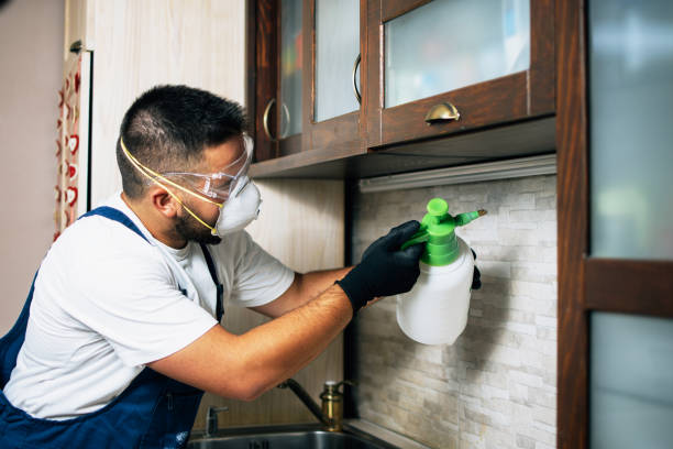 Best Flea Control Services  in Sebree, KY