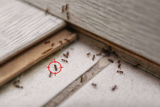 Reliable Sebree, KY Pest Control Solutions