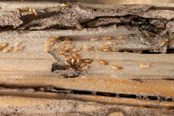 Best Local Pest Control Services  in Sebree, KY