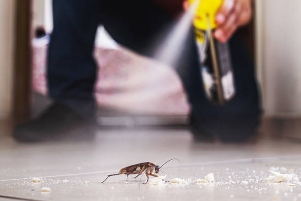 Best Ant Control Services  in Sebree, KY